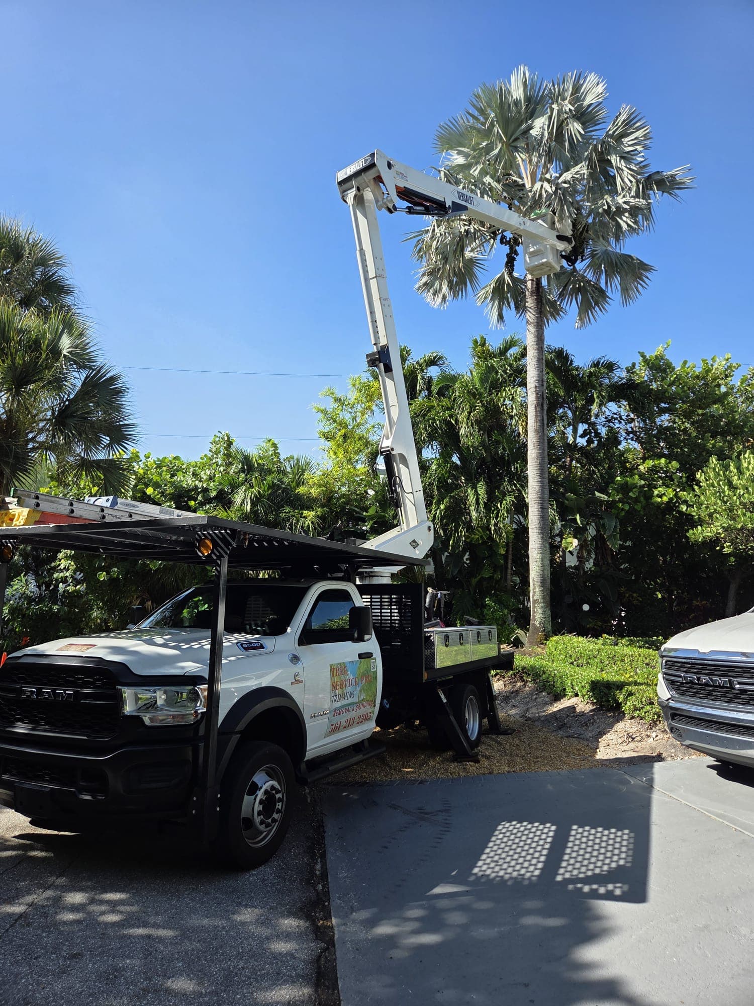 A palm tree crown being carefully trimmed from a bucket lift A palm tree crown being carefully trimmed from a bucket lift