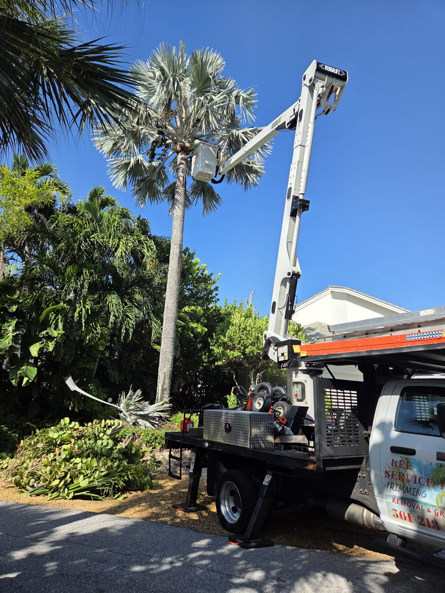 A tall palm tree before precision trimming A tall palm tree before precision trimming