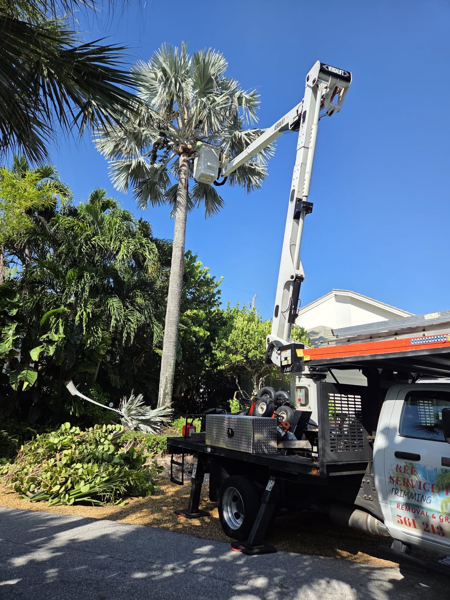 Example of tree trimming/pruning services work Example of tree trimming/pruning services work